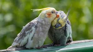 Why Finding Bird Grooming Near Me Matters More Than You Think
